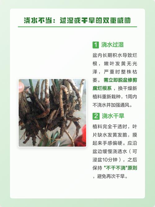 兰花叶子发黄怎么办?常见原因与实用处理技巧 引言