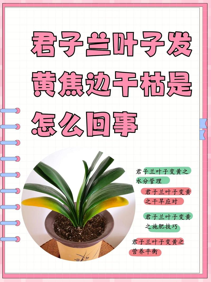 兰花叶子发黄怎么办?常见原因与实用处理技巧 二、光照问题
