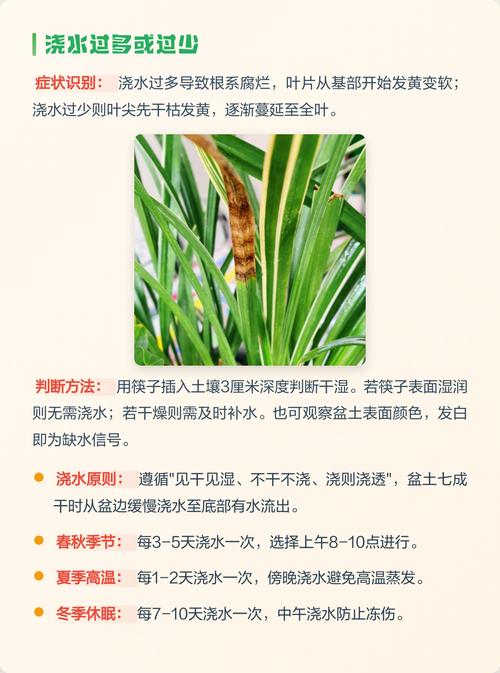 兰花叶子发黄怎么办?常见原因与实用处理技巧 一、浇水不当