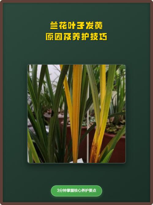兰花叶子发黄怎么办?常见原因与实用处理技巧 三、施肥失当