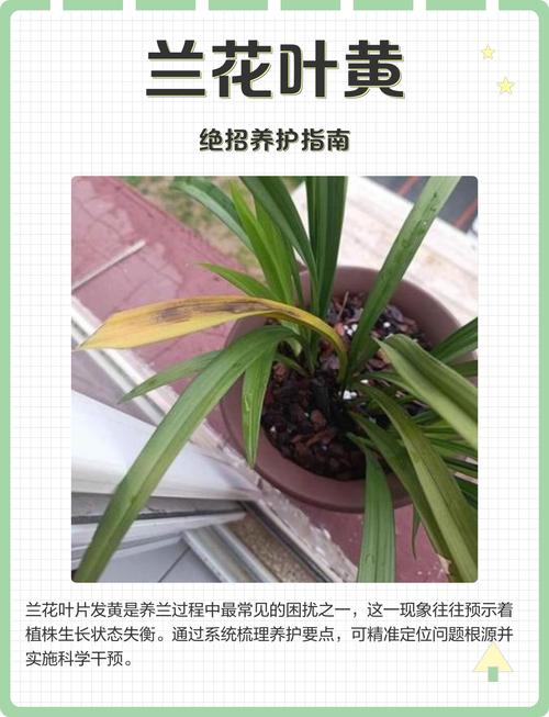 兰花叶子发黄怎么办?常见原因与实用处理技巧 五、根系与病虫害