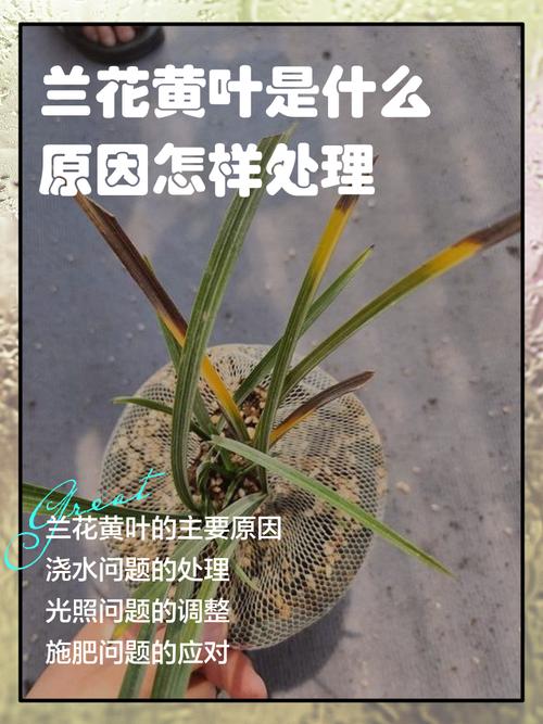 兰花叶子发黄怎么办?常见原因与实用处理技巧 总结