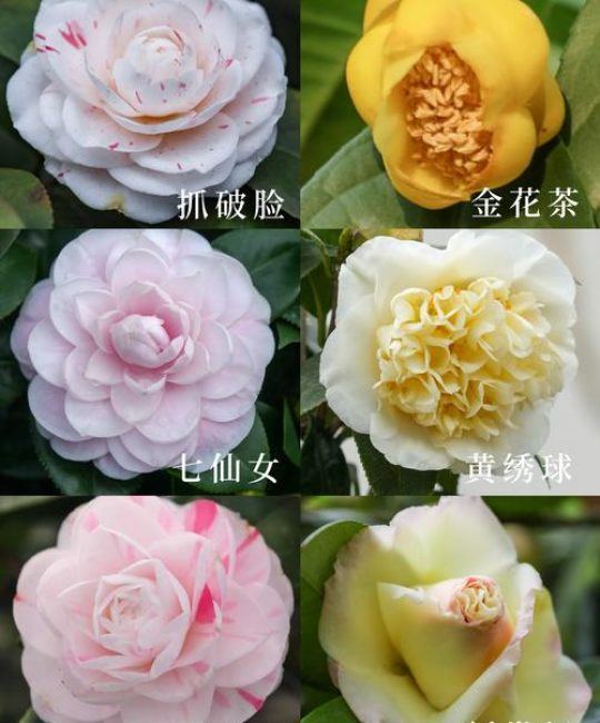 山茶花