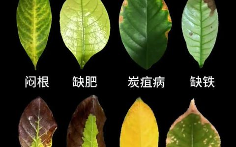小叶栀子花叶子发黄干枯掉叶子怎么办？原因排查与防治指南