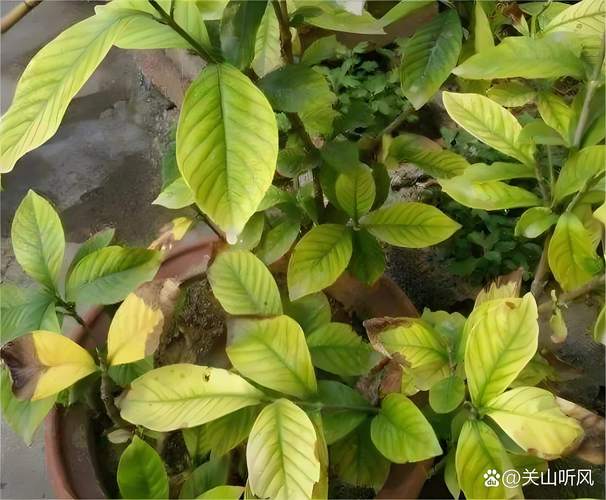 小叶栀子花叶子发黄干枯掉叶子怎么办?原因排查与防治指南 处理办法