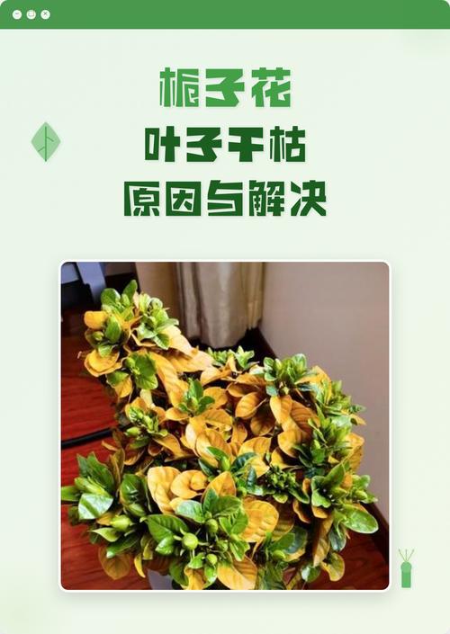 小叶栀子花叶子发黄干枯掉叶子怎么办?原因排查与防治指南 排查步骤(请按顺序操作)