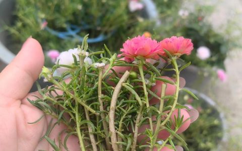 太阳花（大花马齿苋）扦插繁殖全攻略：成活率提升至95%的方法