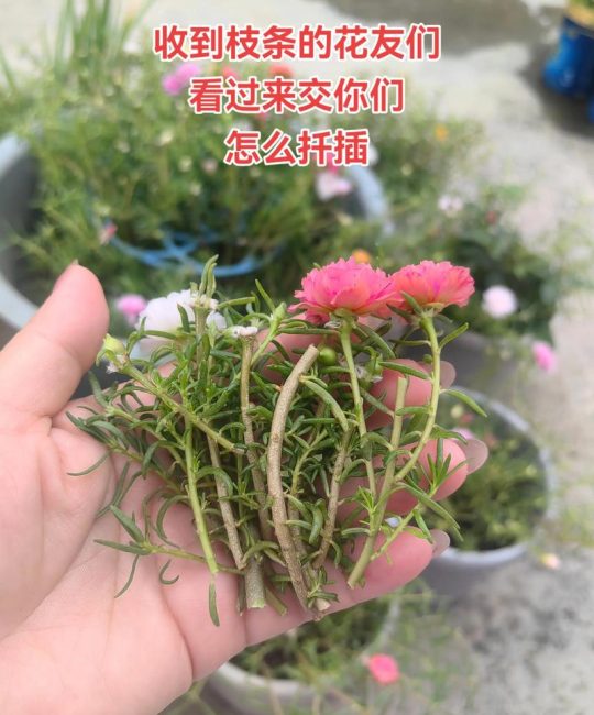太阳花（大花马齿苋）扦插繁殖全攻略：成活率提升至95%的方法