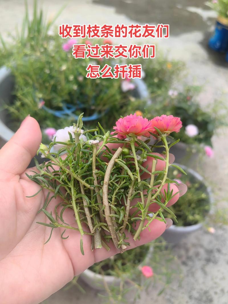 太阳花(大花马齿苋)扦插繁殖全攻略:成活率提升至95%的方法 太阳花(大花马齿苋)扦插繁殖全攻略:成活率提升至95%的方法