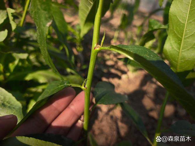 【实操指南】黄油桃怎么种?从选时到成活,7步教会你种出好品质黄油桃 一、适宜时间