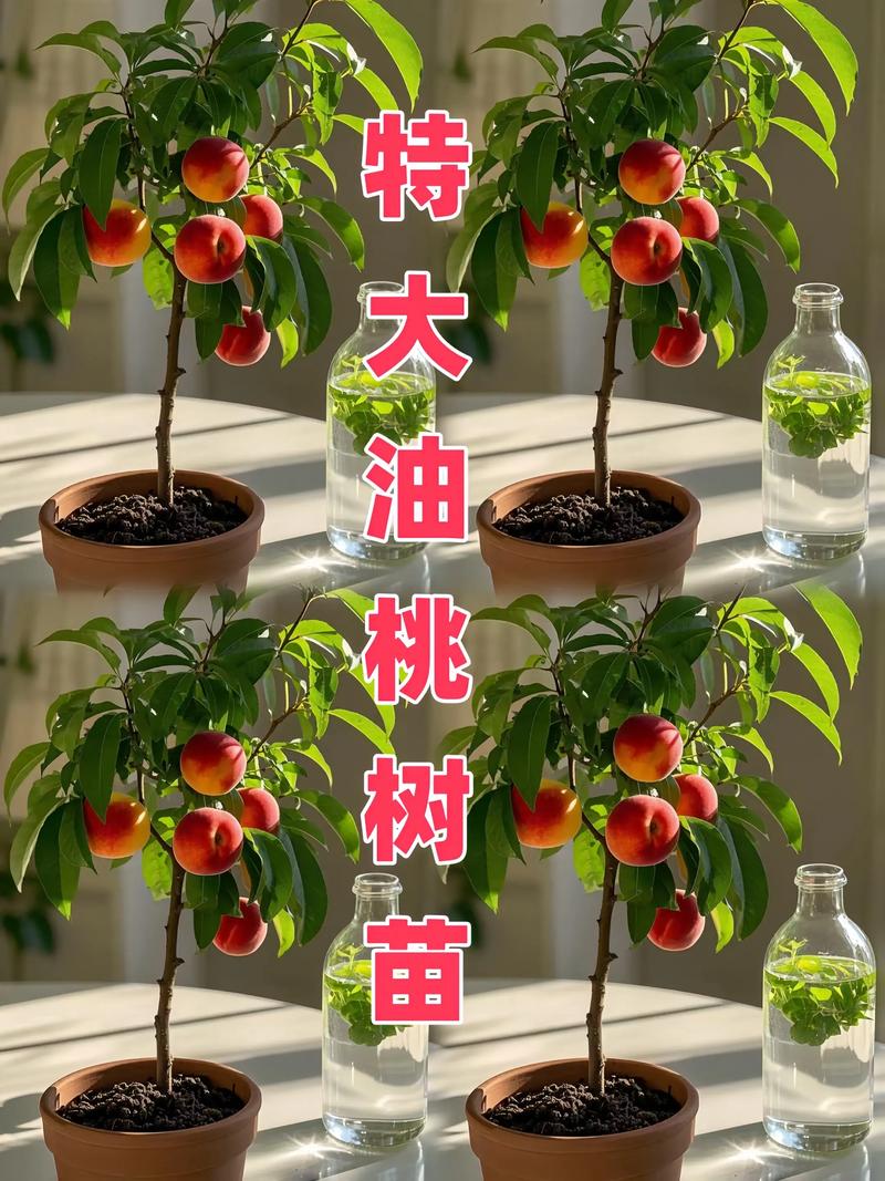 【实操指南】黄油桃怎么种?从选时到成活,7步教会你种出好品质黄油桃 四、栽植深度
