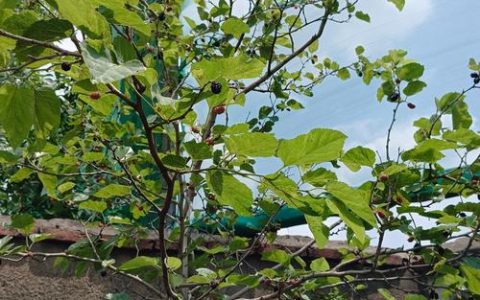 桑椹树几年结果实？从种植到丰收的完整养护指南