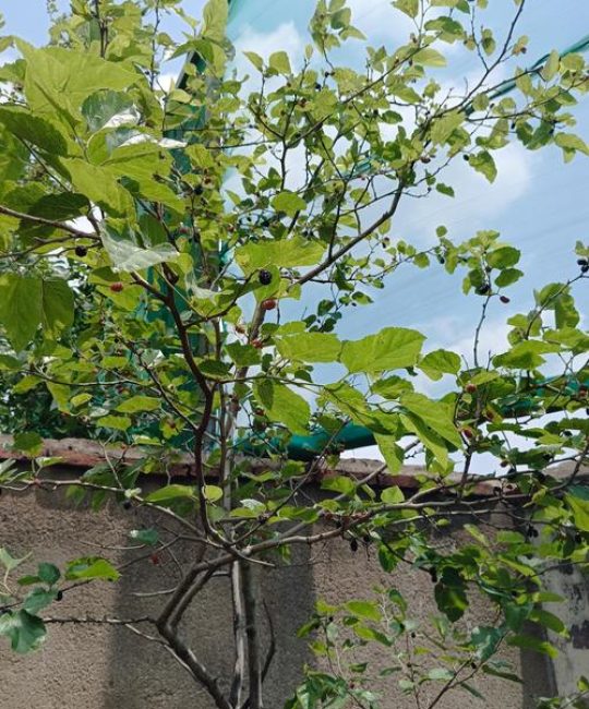 桑椹树几年结果实？从种植到丰收的完整养护指南