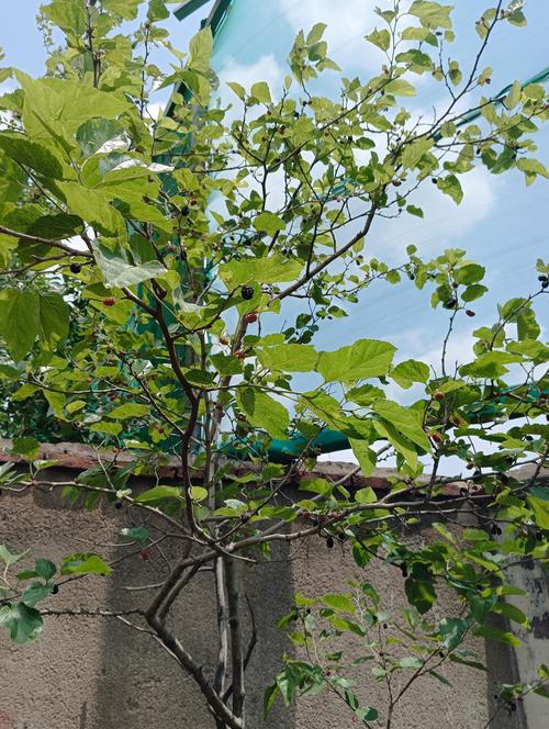桑椹树几年结果实?从种植到丰收的完整养护指南 桑椹树几年结果实?从种植到丰收的完整养护指南