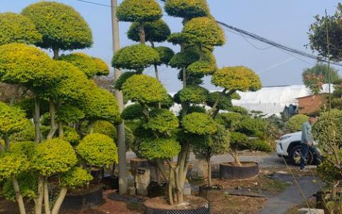 亮晶女贞用什么树嫁接？首选女贞属砧木与嫁接技术详解