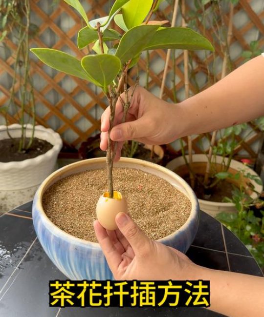 茶花怎么繁殖？掌握扦插与嫁接技术，轻松培育名贵品种