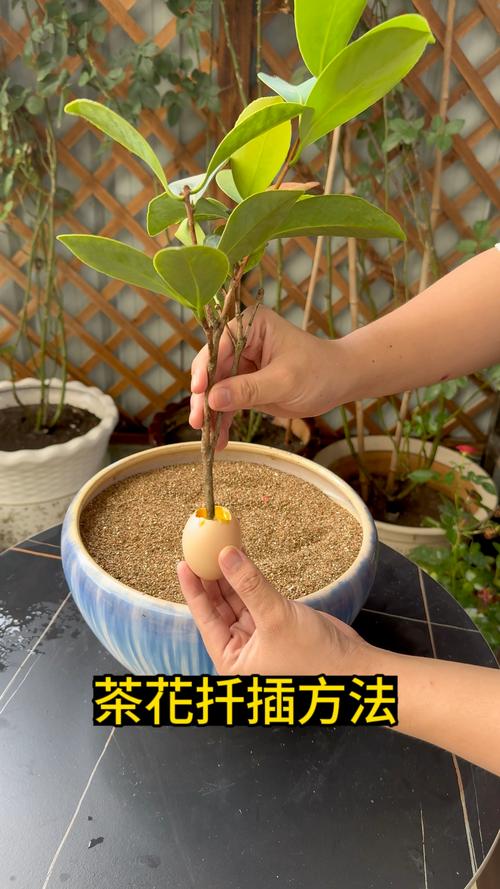 茶花怎么繁殖?掌握扦插与嫁接技术,轻松培育名贵品种 茶花怎么繁殖?掌握扦插与嫁接技术,轻松培育名贵品种