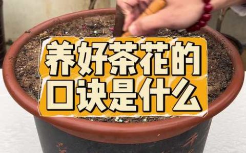 茶水可以养花吗？园艺师带你科学分析茶渣与茶水的正确用法