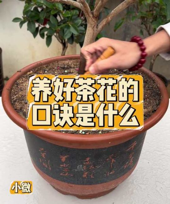 茶水可以养花吗？园艺师带你科学分析茶渣与茶水的正确用法