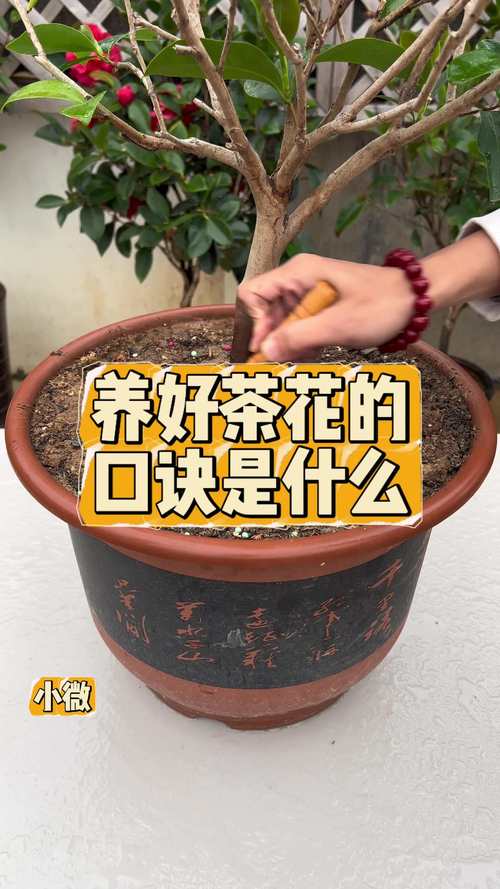 茶水可以养花吗?园艺师带你科学分析茶渣与茶水的正确用法 茶水养花的“益处”与“风险”