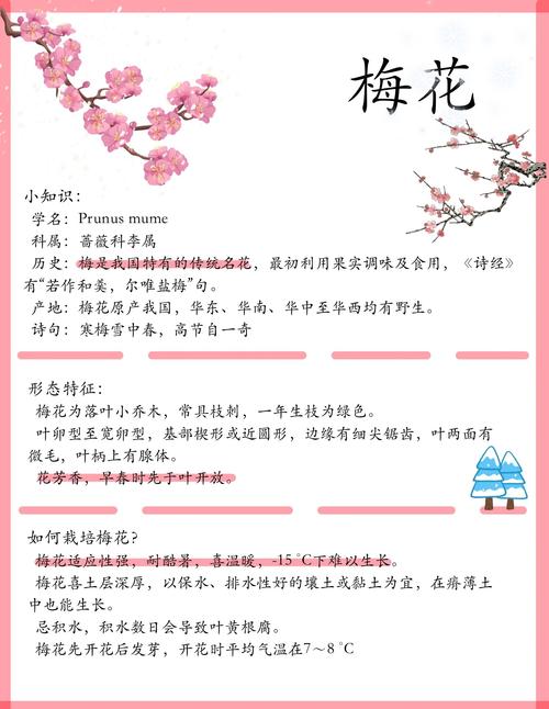 梅花可比作什么?——园艺视角下的多重象征与精神解读 梅花可比作高洁的君子