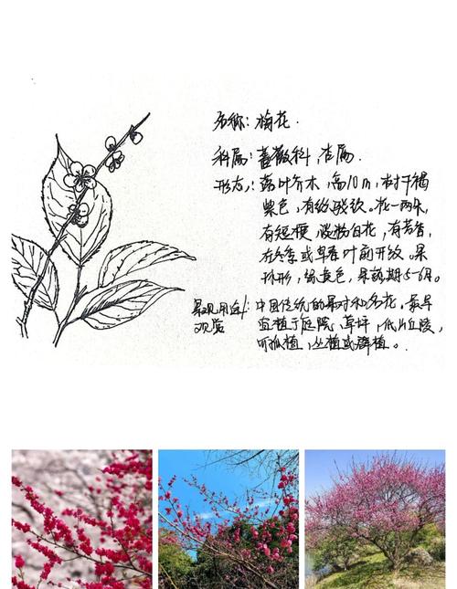 梅花可比作什么?——园艺视角下的多重象征与精神解读 结语