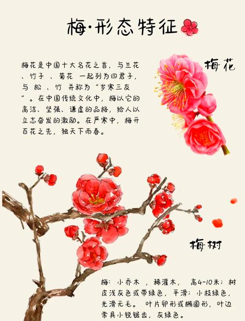 梅花可比作什么?——园艺视角下的多重象征与精神解读 梅花品种与园艺养护要点