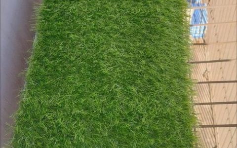 哪里有卖草皮？草皮购买渠道与质量鉴别完全指南