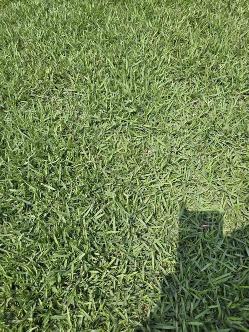 哪里有卖草皮?草皮购买渠道与质量鉴别完全指南 总结