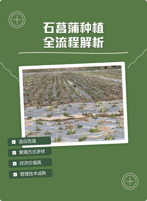 石菖蒲冬天可以种吗?从时间到养护的全流程实操指南 二、土壤环境