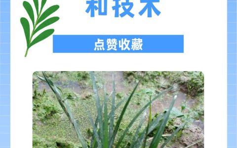 石菖蒲冬天可以种吗？从时间到养护的全流程实操指南