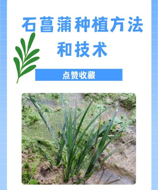 石菖蒲冬天可以种吗？从时间到养护的全流程实操指南