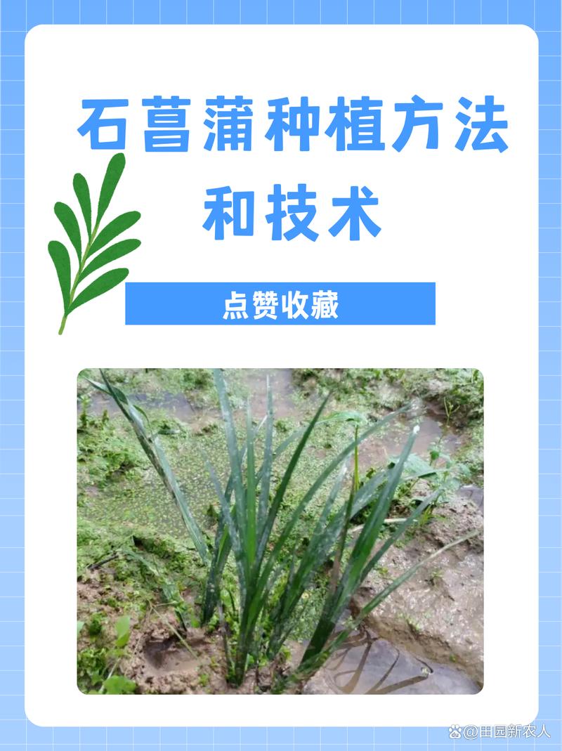 石菖蒲冬天可以种吗?从时间到养护的全流程实操指南 一、适宜时间