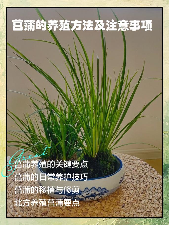 石菖蒲冬天可以种吗?从时间到养护的全流程实操指南 五、浇定根水