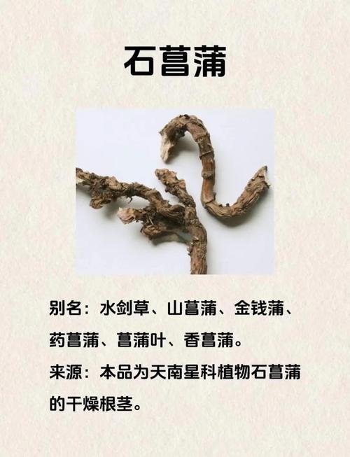 石菖蒲冬天可以种吗?从时间到养护的全流程实操指南 六、缓苗管理
