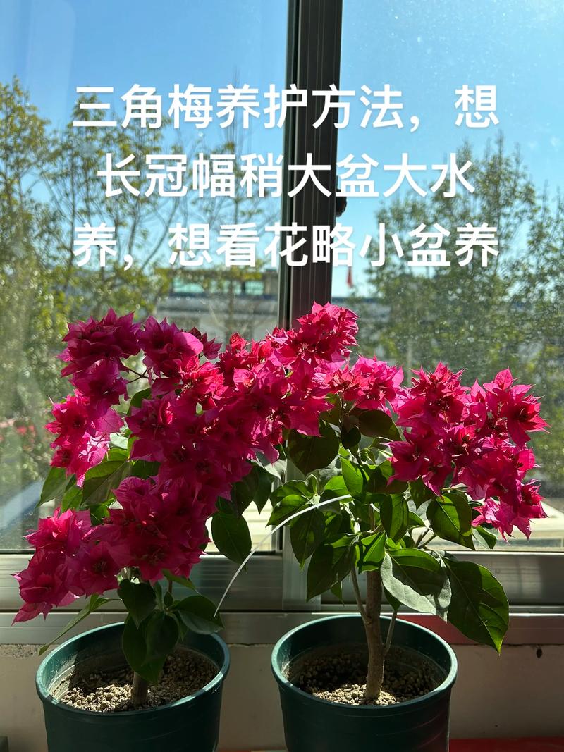 三角梅开完花以后怎么办?这份花后养护指南请收好 第一步:及时修剪——逼出新芽