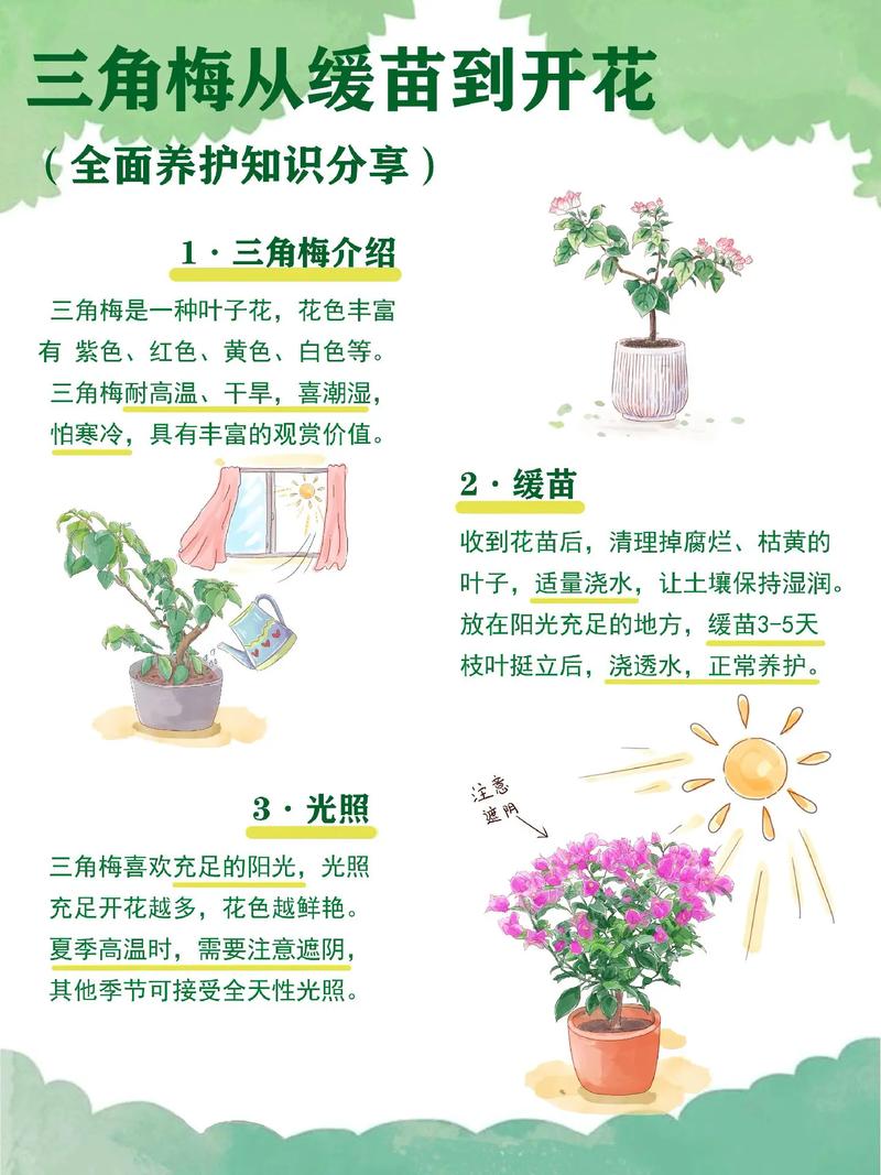 三角梅开完花以后怎么办?这份花后养护指南请收好 第三步:合理控水——逼出花芽