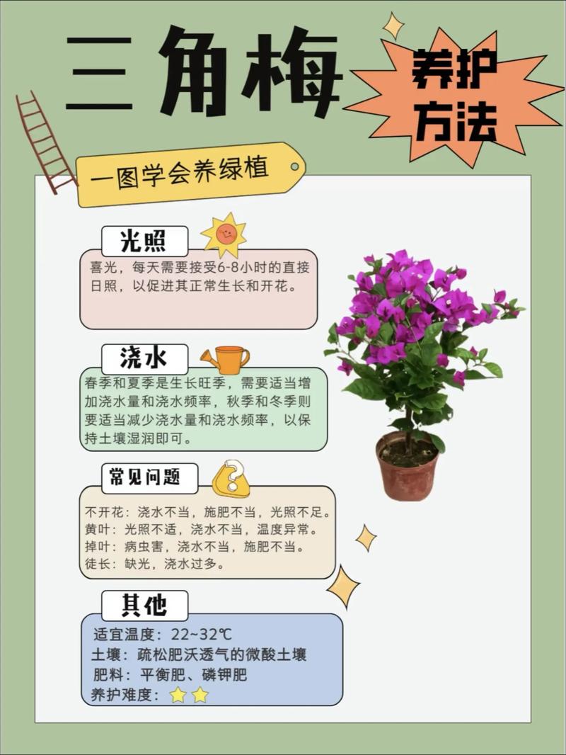 三角梅开完花以后怎么办?这份花后养护指南请收好 第二步:科学施肥——把养分“喂”进去