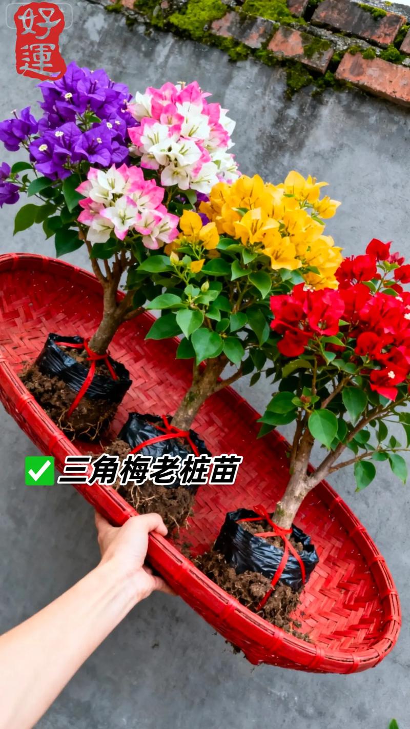 三角梅开完花以后怎么办?这份花后养护指南请收好 第四步:换盆与配土(视情况而定)