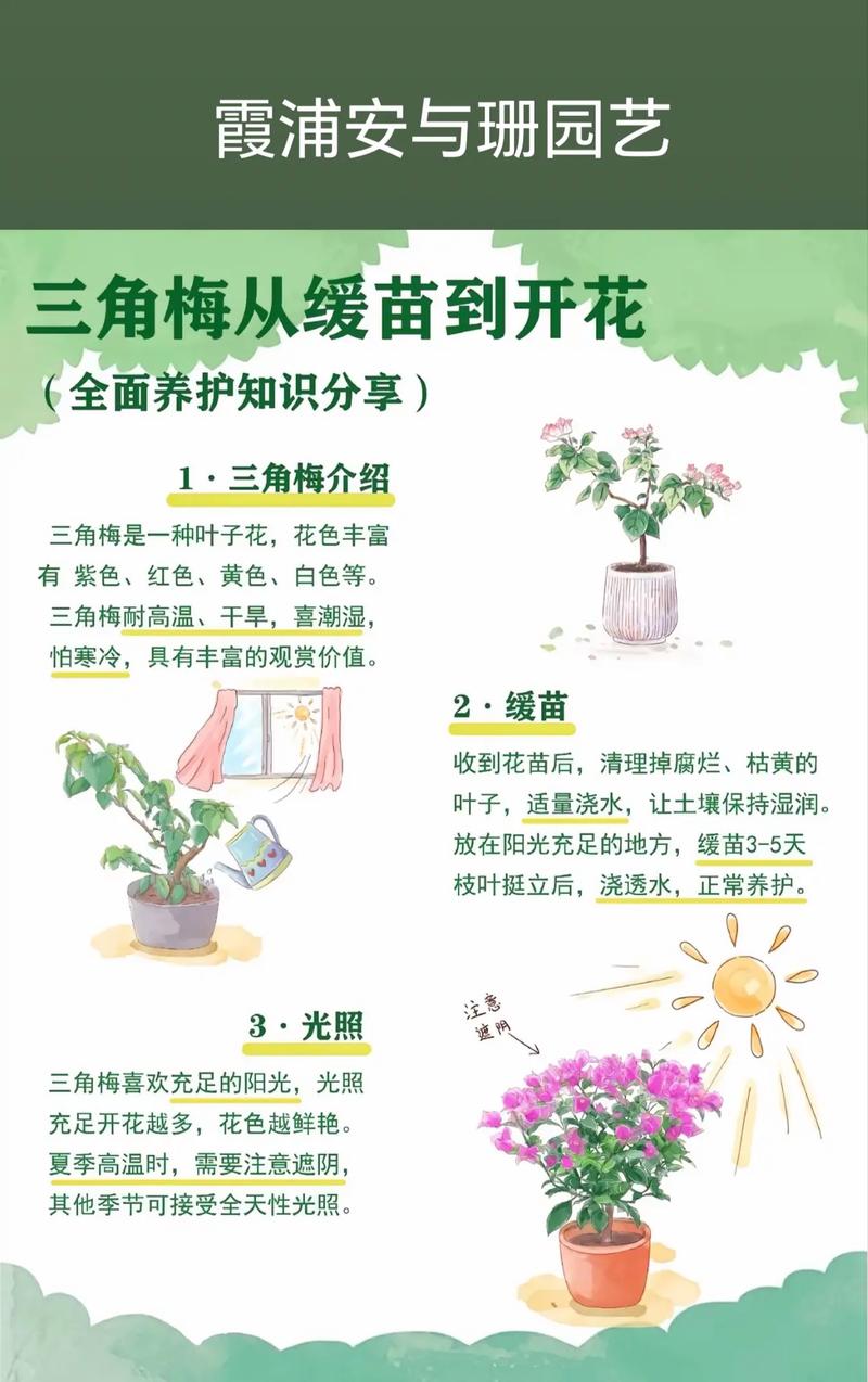 三角梅开完花以后怎么办?这份花后养护指南请收好 总结