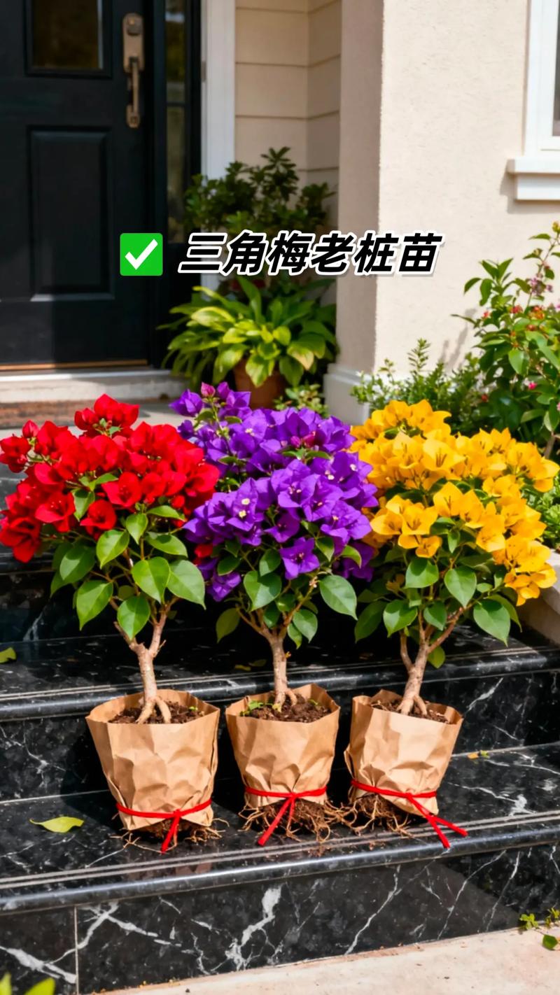 三角梅开完花以后怎么办?这份花后养护指南请收好 常见问题解答