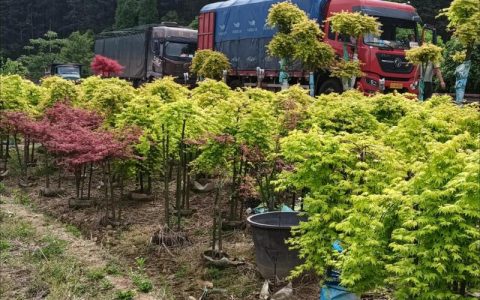 寻找附近果树苗圃，优先选择本地大型苗圃或正规林业合作社，这类苗圃的苗木适应当地气候，且售后有保障。距离您最近的苗圃可以通过“国家林业和草原局林木种苗服务平台”查询，或直接联系当地县级林业局获取推荐名单。