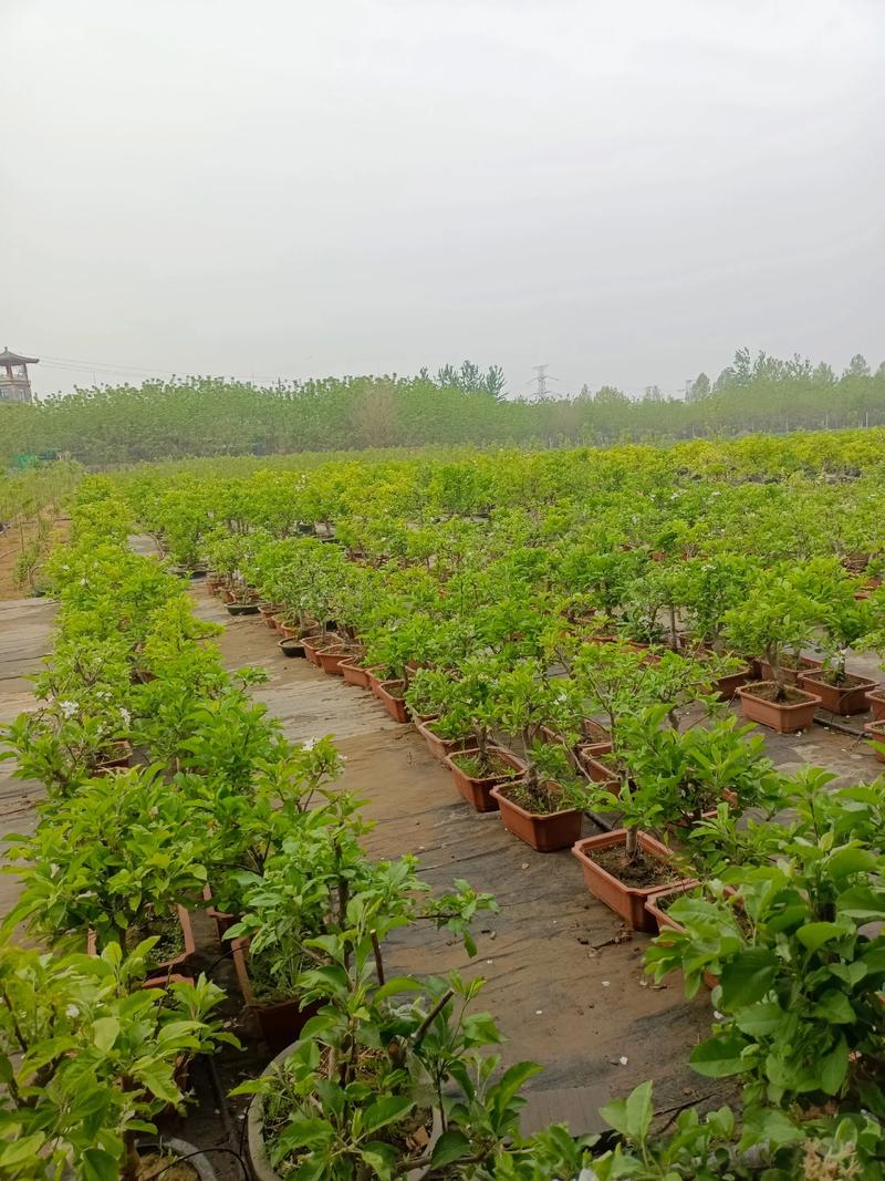 寻找附近果树苗圃,优先选择本地大型苗圃或正规林业合作社,这类苗圃的苗木适应当地气候,且售后有保障。距离您最近的苗圃可以通过“国家林业和草原局林木种苗服务平台”查询,或直接联系当地县级林业局获取推荐名单。 家庭庭院与规模化种植,品种选择天差地别