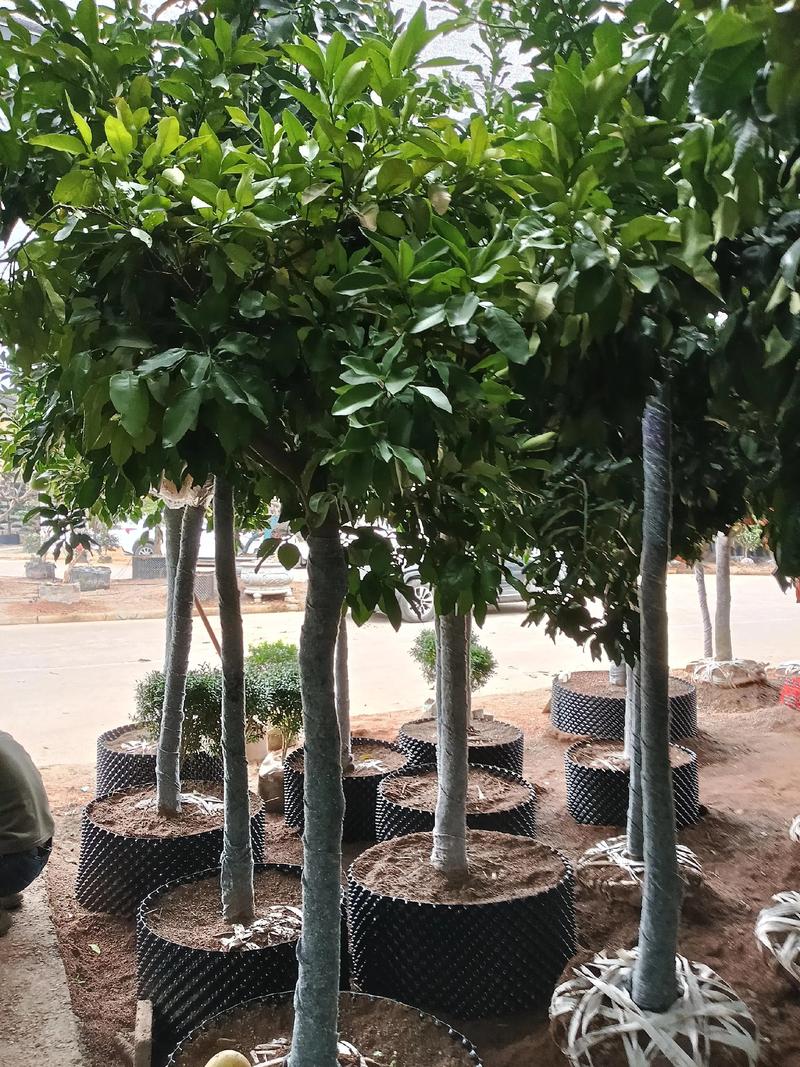寻找附近果树苗圃,优先选择本地大型苗圃或正规林业合作社,这类苗圃的苗木适应当地气候,且售后有保障。距离您最近的苗圃可以通过“国家林业和草原局林木种苗服务平台”查询,或直接联系当地县级林业局获取推荐名单。 修剪施肥,每年三次关键操作决定产量