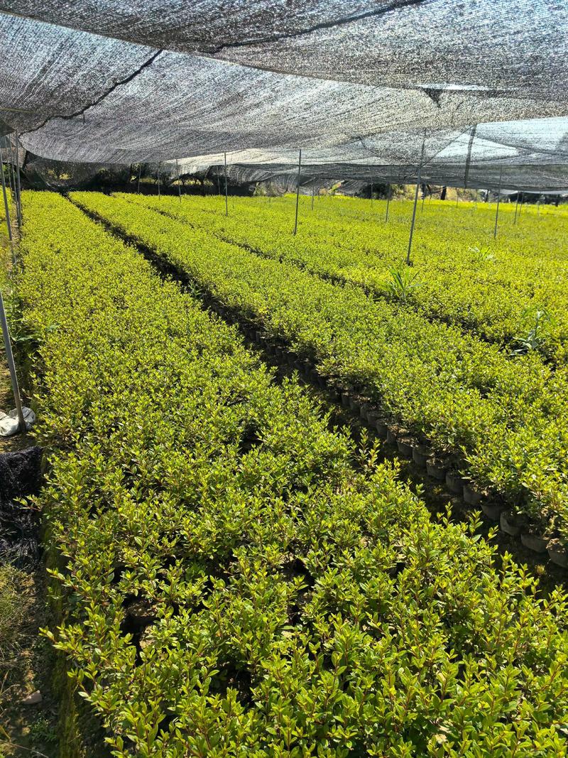 寻找附近果树苗圃,优先选择本地大型苗圃或正规林业合作社,这类苗圃的苗木适应当地气候,且售后有保障。距离您最近的苗圃可以通过“国家林业和草原局林木种苗服务平台”查询,或直接联系当地县级林业局获取推荐名单。 授粉配置,自花品种可单株结果,异花品种必须配授粉树