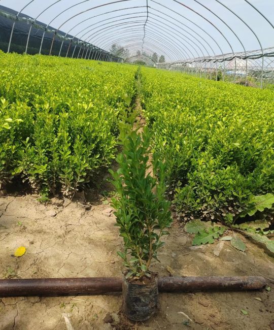 小叶黄杨种子种植全攻略：从选时到成苗，七步提高成活率