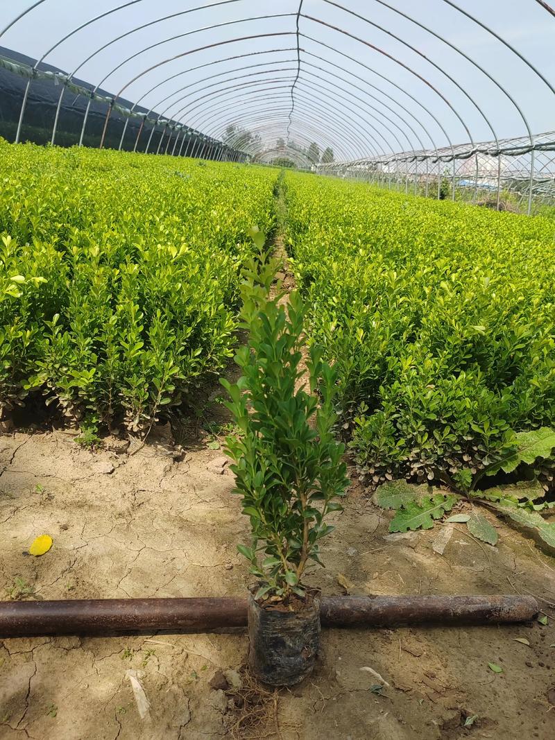 小叶黄杨种子种植全攻略:从选时到成苗,七步提高成活率 适宜时间:秋季采收后立即沙藏,春季播种