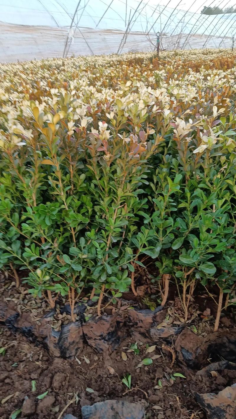 小叶黄杨种子种植全攻略:从选时到成苗,七步提高成活率 栽植深度:覆盖细土0.5-1厘米,不露白