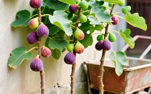 房前种无花果树好不好？选对品种和苗木，庭院栽植收益高