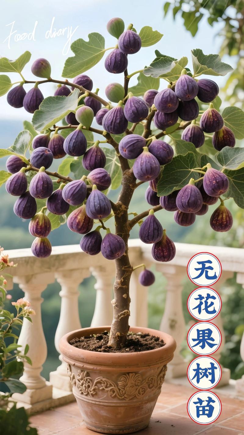 房前种无花果树好不好?选对品种和苗木,庭院栽植收益高 二、房前小气候利于生长,但需避风向阳